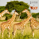 Sophie la girafe® X GCF Girafe Conservation Foundation